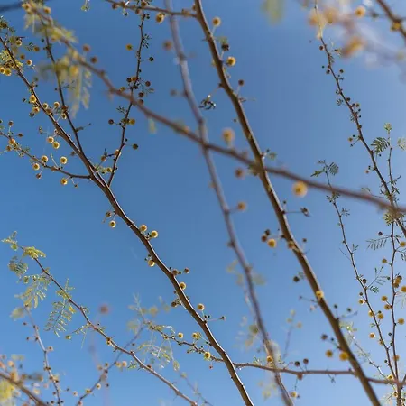 Σπίτι διακοπών Little Mimosa *